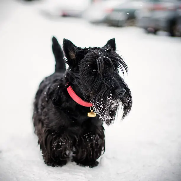 Little scottish terrier on snow. Black dog on white snow. The dog is wearing red collar.