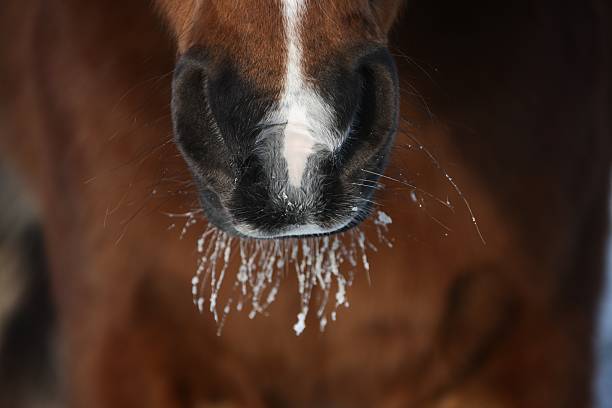 Heart meal Ona cold winters day- pony feeding from a large feed bucket in a snow covered field on a winters day in rural Shropshire UK
