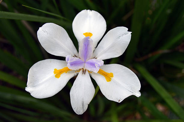 istock White and purple flowers 610685664