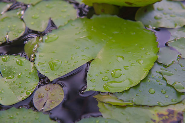 istock Water droplets on Lotus leaf  in pond ,background 610687876