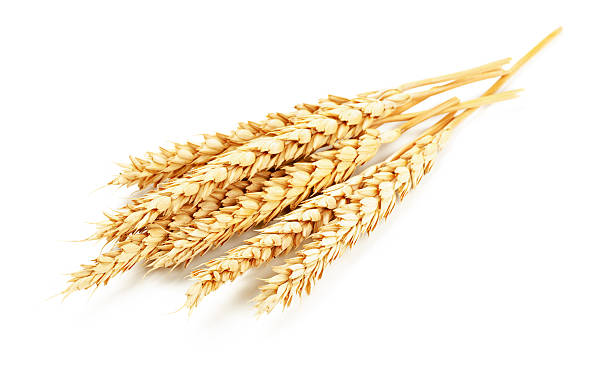 grano isolato - wheat bundle bouquet food foto e immagini stock