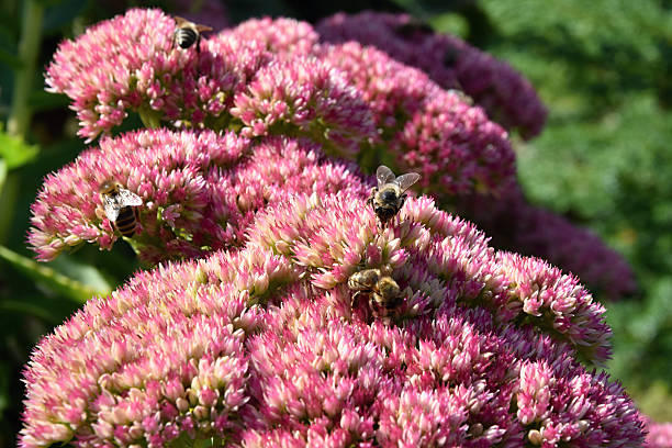 istock Bees pollinating a pink flower, on a sunny day. 610688322