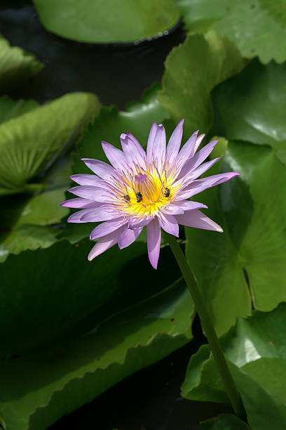 istock Thai lotus in the pond and nature background. 610689038