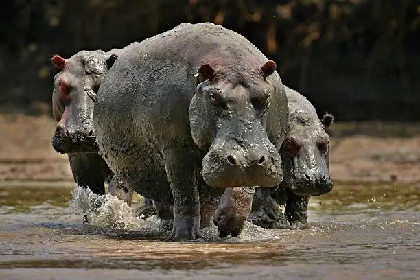 Photo of Hippos in the beautiful nature habitat
