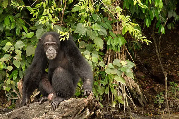 A lone chimpanzee patiently sits on a log on Monkey Island in Liberia.