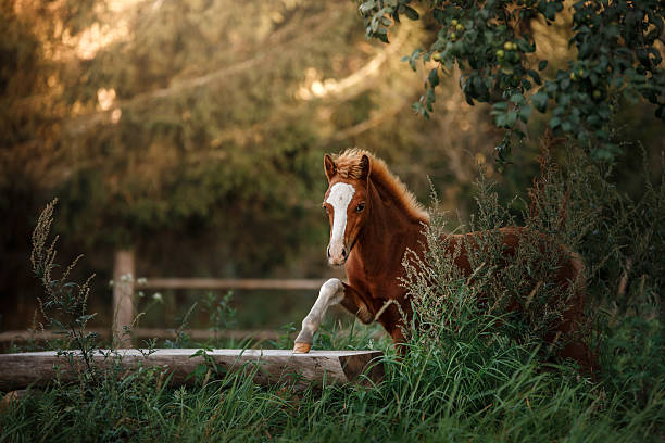 bela potro - palomino imagens e fotografias de stock