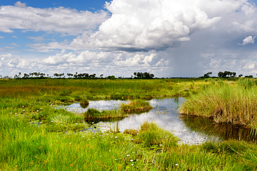 Green landscape  with wetland,water plants and  a  beautiful cloudscape in the rainy season,Selinda Concession, Botswana.