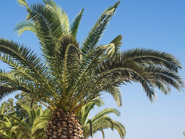 istock Palm Branch in Greece 610693494