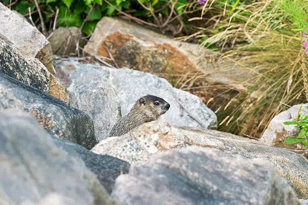 Groundhog pops out of boulders to forage in greenery