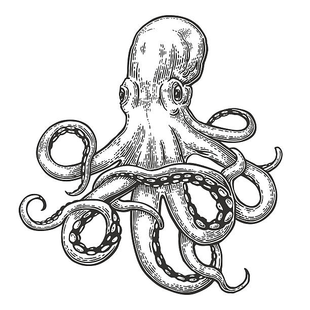 ilustraciones, imágenes clip art, dibujos animados e iconos de stock de pulpo. monstruo marino - octopus tentacle isolated white