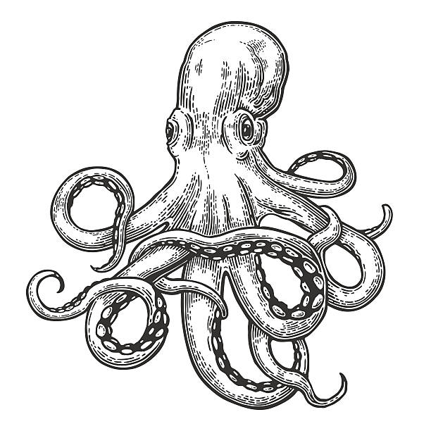 ilustrações de stock, clip art, desenhos animados e ícones de octopus. sea monster - imagem gravada ilustrações