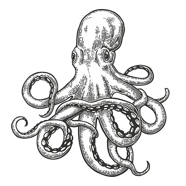 Vector illustration of Octopus. Sea Monster