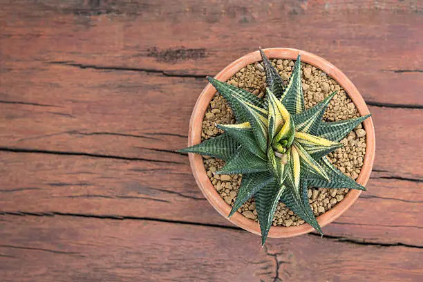 Succulents cactus plant (Haworthia Limifolia Variegata) in a clay pot. Top view. Wooden table background. for decorate home.