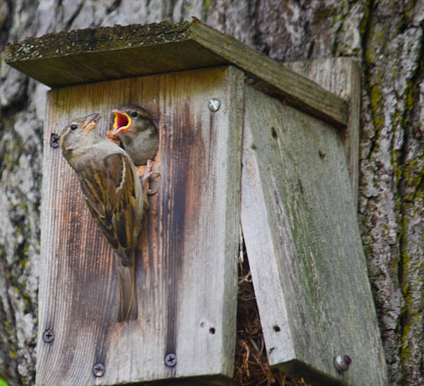 Sparrows (Passer domesticus) looking for worms on a garden lawn. Focus on left bird.