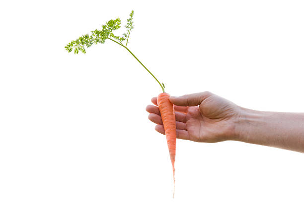 istock Hands holding a carrot just pulled out of the furrows. 610743370