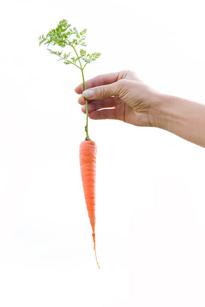 istock Hands holding a carrot just pulled out of the furrows. 610743388
