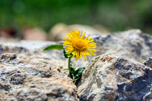 Growing yellow dandelion flower sprout in rocks