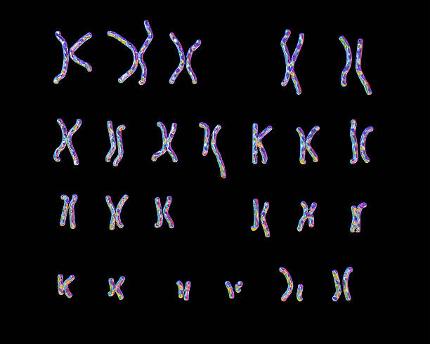 philadelphia-chromosom-karyotyp - chromatid stock-fotos und bilder