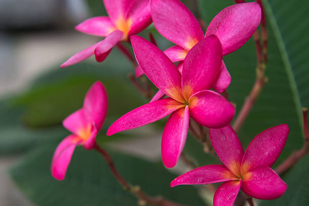 istock beautiful fresh pink Plumeria on the tree, closeup, background 610743968