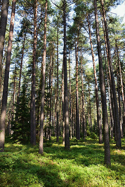 istock Pine forest with blueberries on a sunny day. 610744144