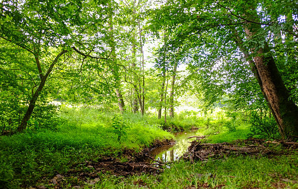 istock Creek in a Forest in Summer 610744308