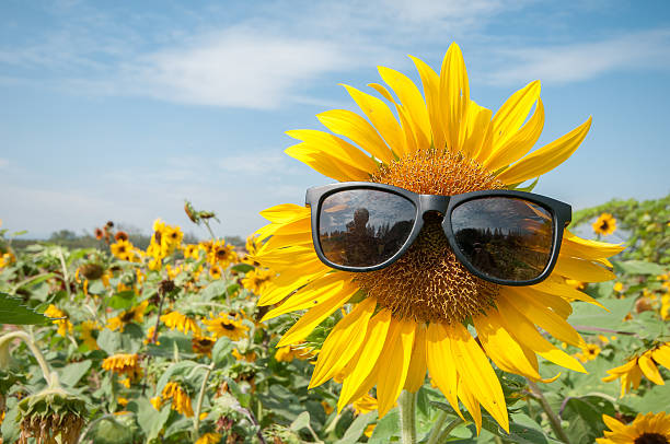istock Sunflower wears sunglasses 610745446