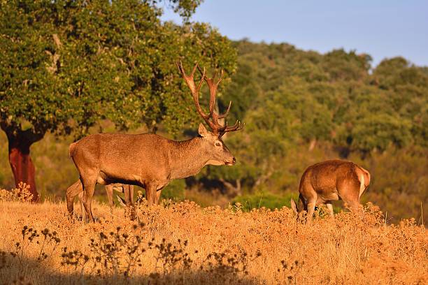 istock Adult red deer stag. 610746266