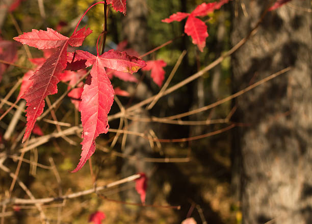 istock couple of red leaves 610746794