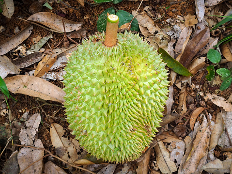 Fresh durian fruit is fallen from durian tree on floor in the garden.