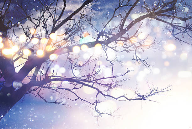 Abstract and magical image of tree with glitter lights. Filtered and toned