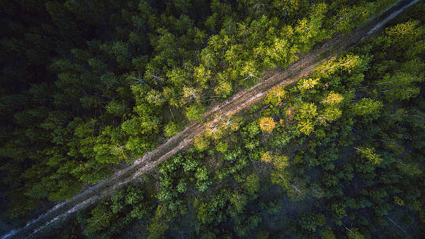 istock Road in the forest. Aerial view. 610747452
