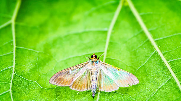 cydalima perspectalis lub pyrale du buis lub owad motyl bukszpanowy - catalpa zdjęcia i obrazy z banku zdjęć