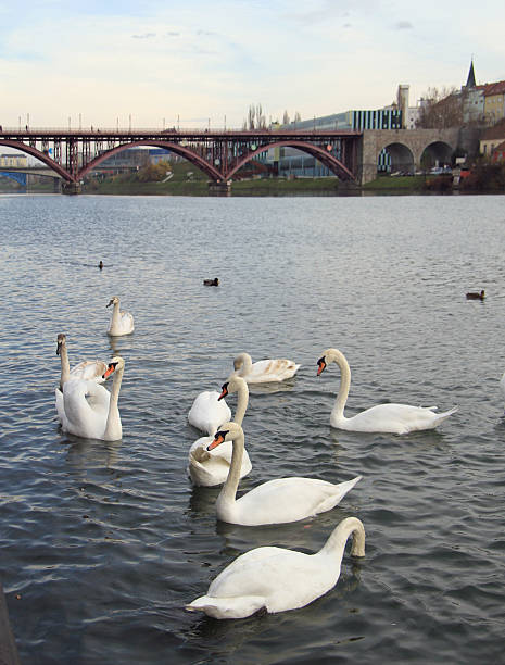 istock swans on the river Drava in Maribor 610750268