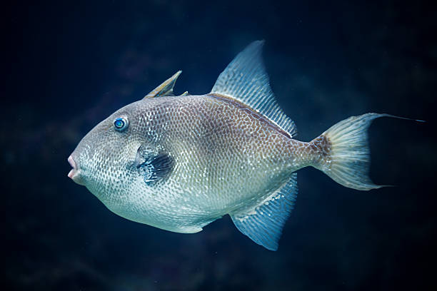 Grey Trigger 3,300+ Triggerfish Stock Photos, Pictures & Royalty-Free Images - iStock