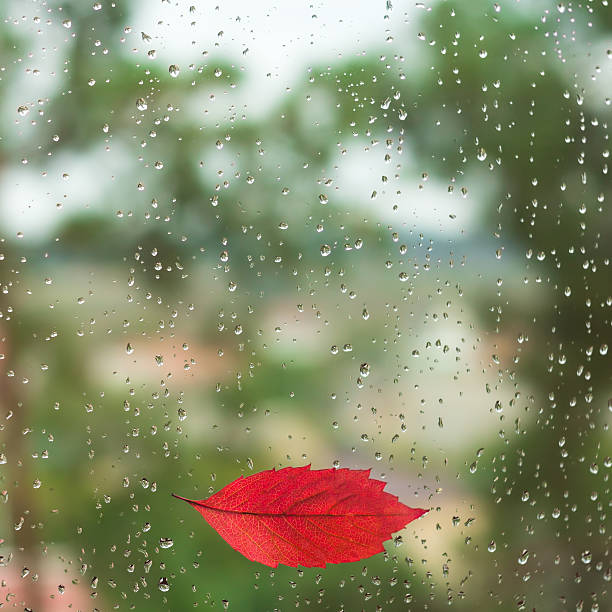 istock Leaf stuck to the wet window glass 610751730