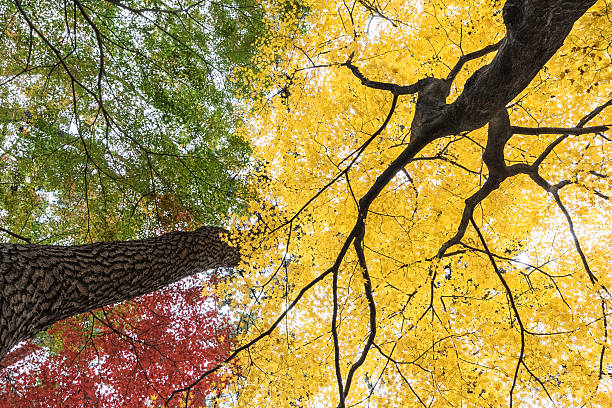 Colorful autumn tints stock photo