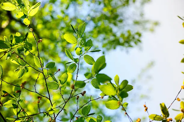 Photo of Poplar tree in sring