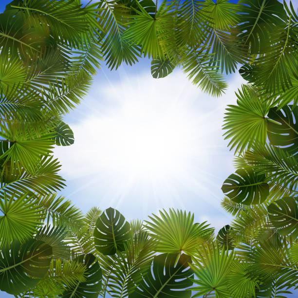 Palm leaves frame Illustration of palm leaves frame with sky background coconut borders stock illustrations