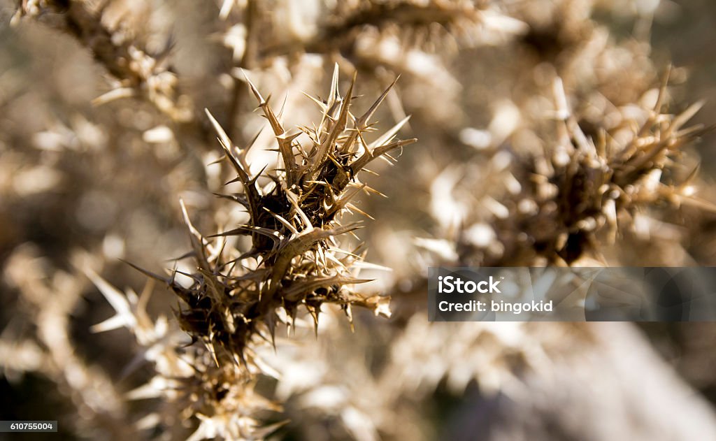 Thorny plant closeup A closeup of a plant with thorny leaves Close-up Stock Photo