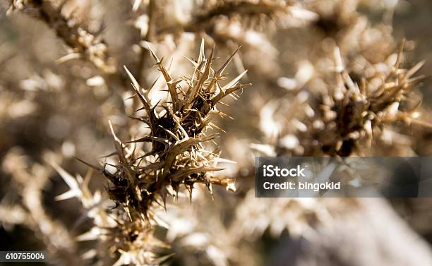 Thorny Plant Closeup Stock Photo - Download Image Now - Close-up, Dried Plant, Dry