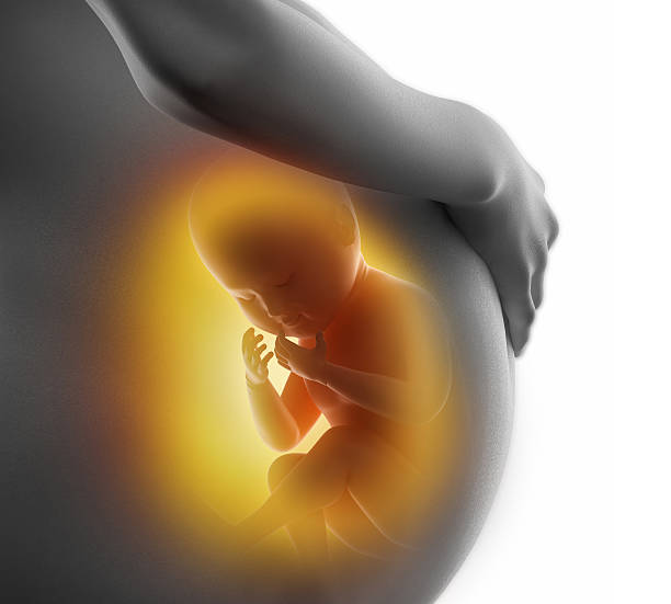 istock Inside pregnant woman with visible fetus 610755136