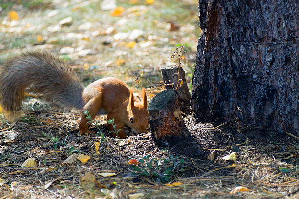 istock Red squirrel digs burying nuts in the forest. 610756342