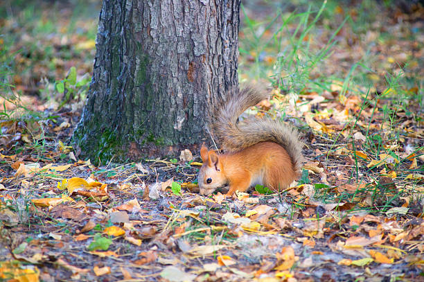 istock Red squirrel digs burying nuts in the forest. 610757220