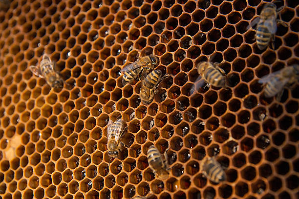 istock Working bees on the yellow honeycomb with sweet honey. 610758734