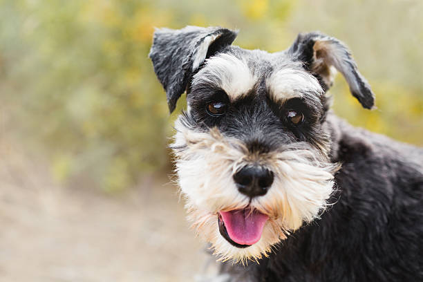istock MIni-Schnauzer Smiling Dog Face Closeup 610758896