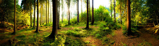 panorama de floresta - tree tree trunk forest glade imagens e fotografias de stock