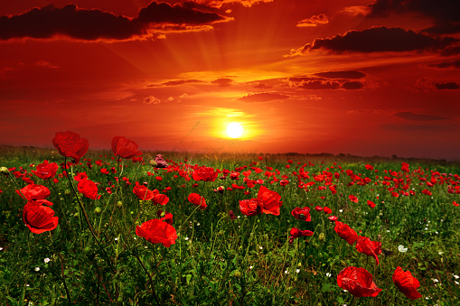 Bright sunrise in the poppy field