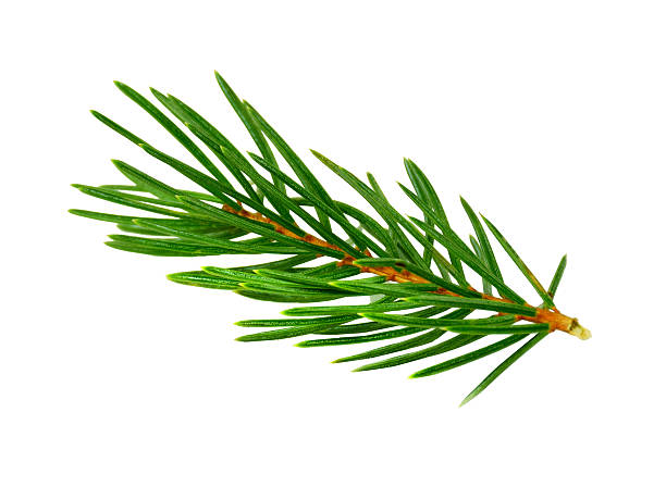 istock fir branch isolated on white.without a shadow. close-up. 610760364