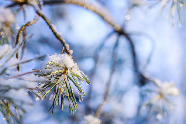 istock Fir branches covered with fresh snow, frozen droplets of ice. 610760368