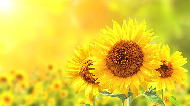 zaburzenia słoneczniki na słoneczny tło - sunflower field flower yellow zdjęcia i obrazy z banku zdjęć